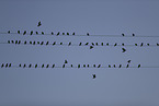 European starlings