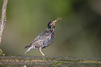 European starling