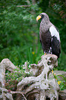 Stellers sea-eagle