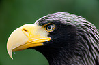Stellers sea-eagle