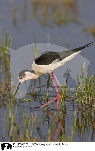 Black-winged Stilt / AT-01307