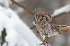 boreal owl