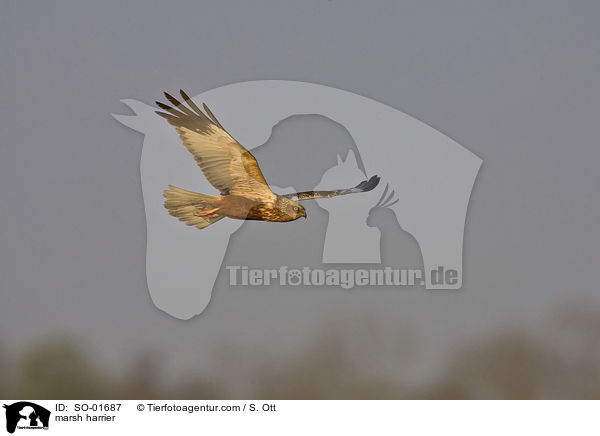 Rohrweihe / marsh harrier / SO-01687