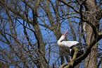 white stork