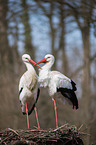 2 white storks