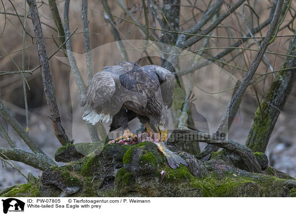 Seeadler mit Beute / White-tailed Sea Eagle with prey / PW-07805