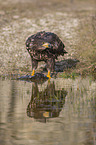 White-tailed Sea Eagle with prey