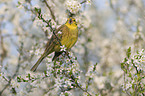 yellowhammer