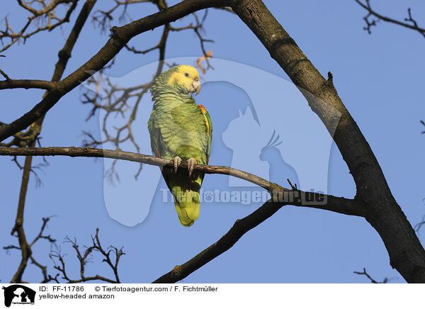 Gelbkopfamazone / yellow-headed amazon / FF-11786