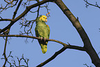 yellow-headed amazon