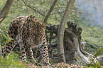 Amur leopard