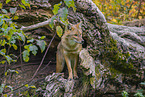 golden jackal