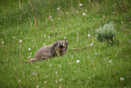 badger
