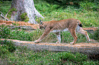 Carpathian Lynx