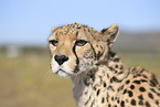 cheetah