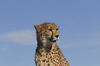 cheetah