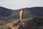 cheetah