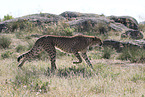 cheetah