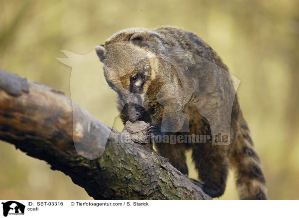 Nasenbr / coati / SST-03316