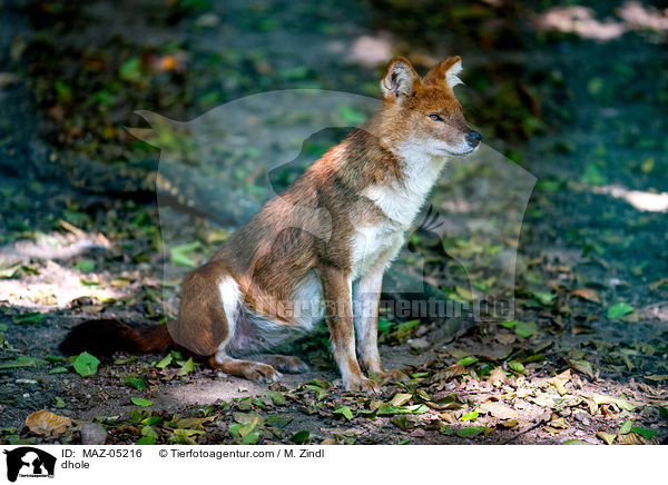 dhole / MAZ-05216