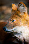 dhole