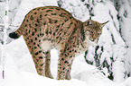 lynx