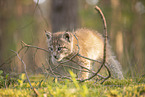 Eurasian Lynx cub