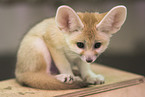 fennec