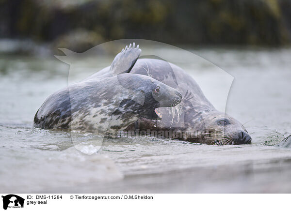 Kegelrobbe / grey seal / DMS-11284