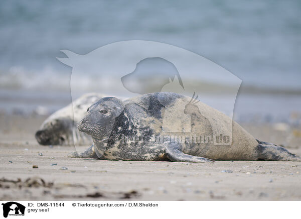 Kegelrobbe / grey seal / DMS-11544