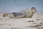 grey seal