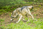 grey wolf