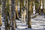 grey wolf