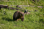 Grizzly bear