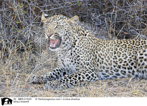 liegender Leopard / lying Leopard / MBS-21825