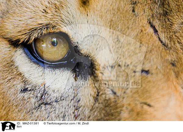 lion / MAZ-01381