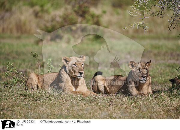 Lwen / lions / JR-05331