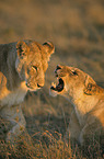 lions