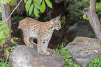 young lynx