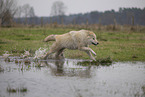 Arctic Wolf