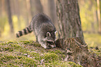 Raccoon