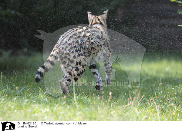 running Serval / JM-02126