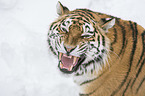 Siberian Tiger portrait