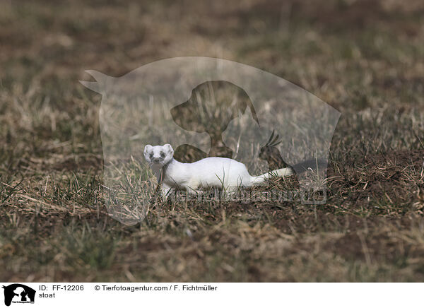 Hermelin / stoat / FF-12206