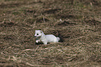 stoat
