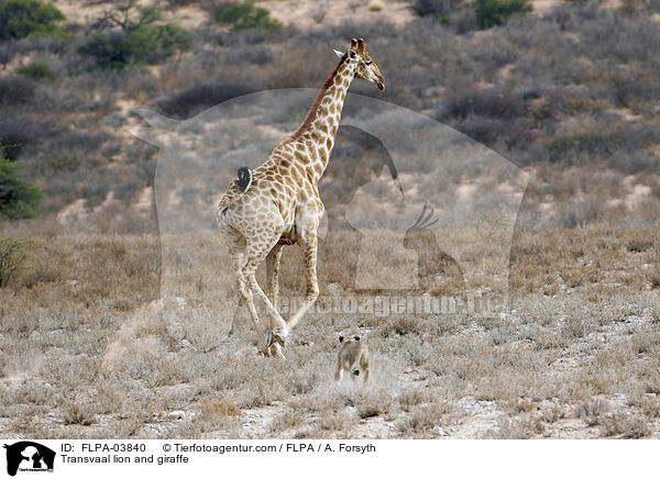Transvaal-Lwe und Giraffe / Transvaal lion and giraffe / FLPA-03840
