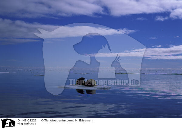liegende Walrosse / lying walruses / HB-01222