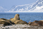 walrusses