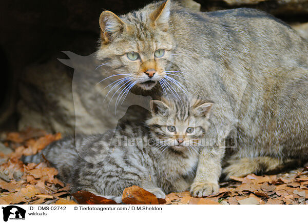 Wildkatzen / wildcats / DMS-02742
