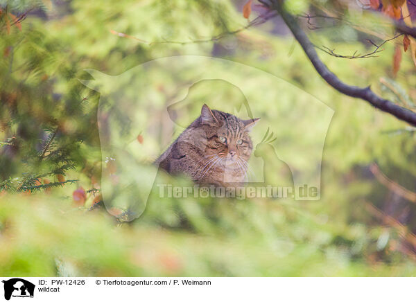 Wildkatze / wildcat / PW-12426